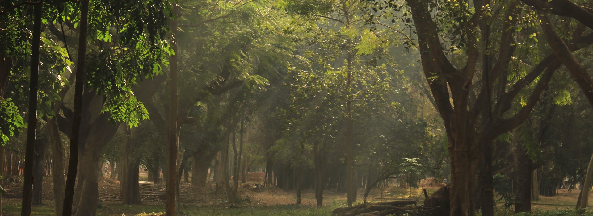 Cubbon Park Bengaluru - Karnataka - India