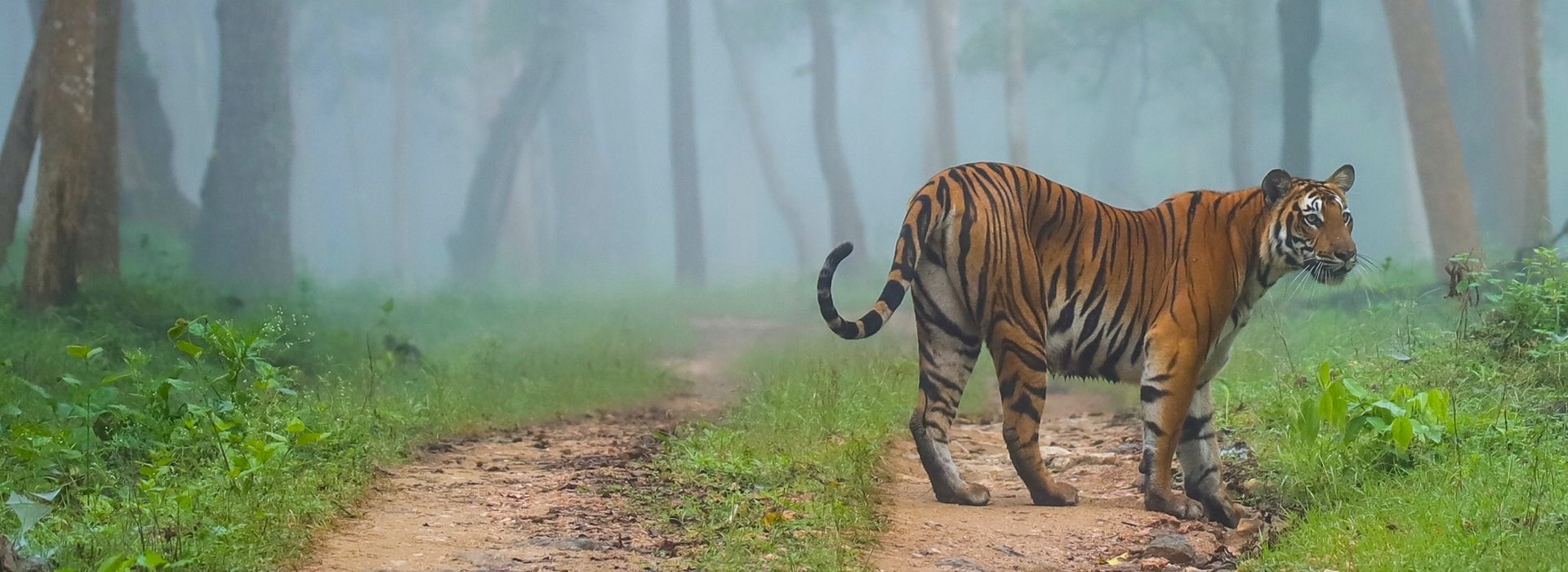 Kabini National Park - Karnataka - India