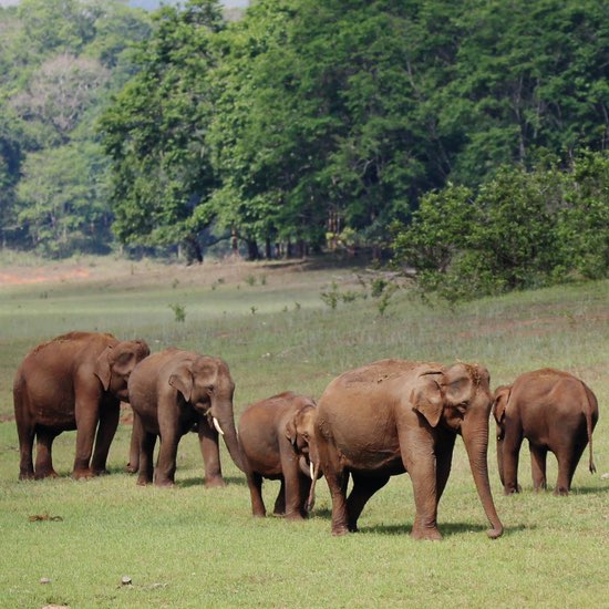 Periyar Wildlife Santuary - Kerala