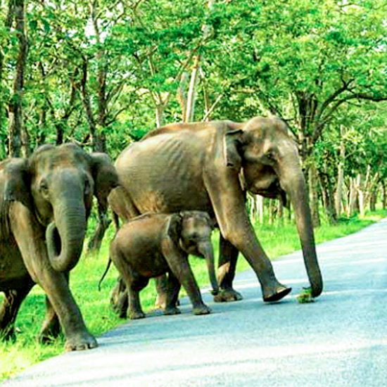 Elephants Bandipur Elephant Park - Karnataka