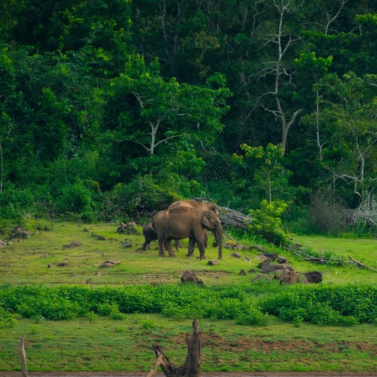 Kabini National Park - Karnataka