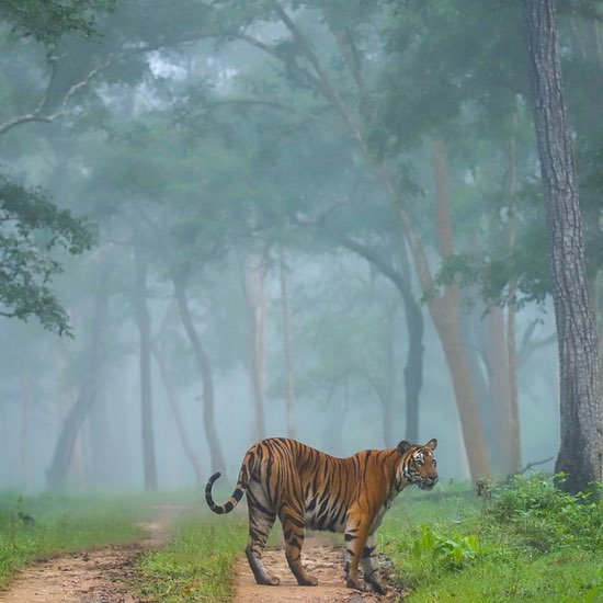 Kabini National Park - Karnataka