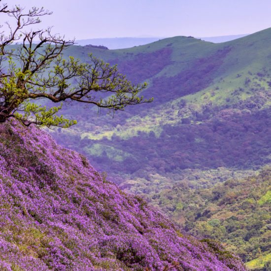 Neelakurinji - Karnataka