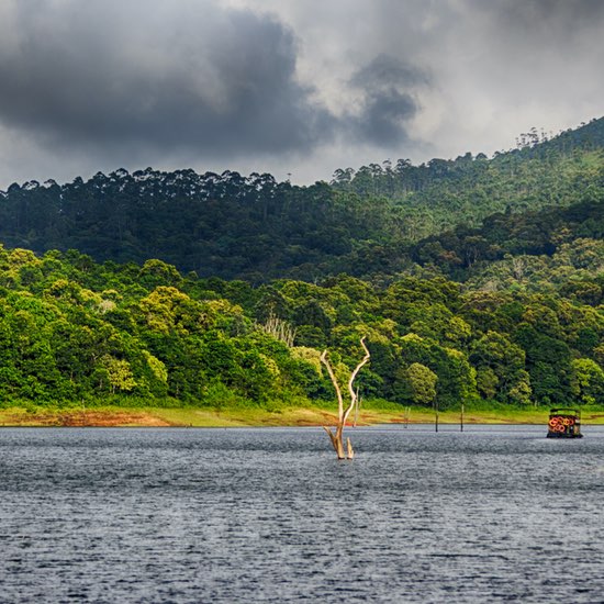 Thekkady - Kerala - India