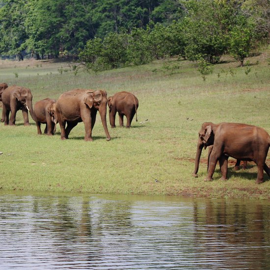 Thekkady - Kerala - India