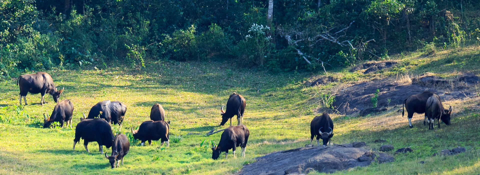 Thekkady - Kerala - India