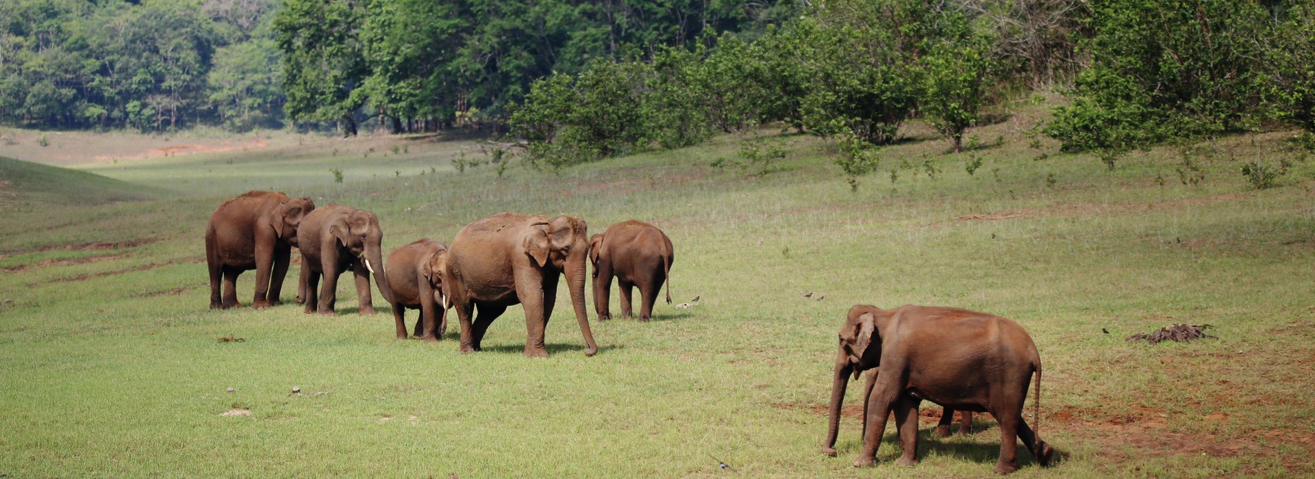 Thekkady - Kerala - India