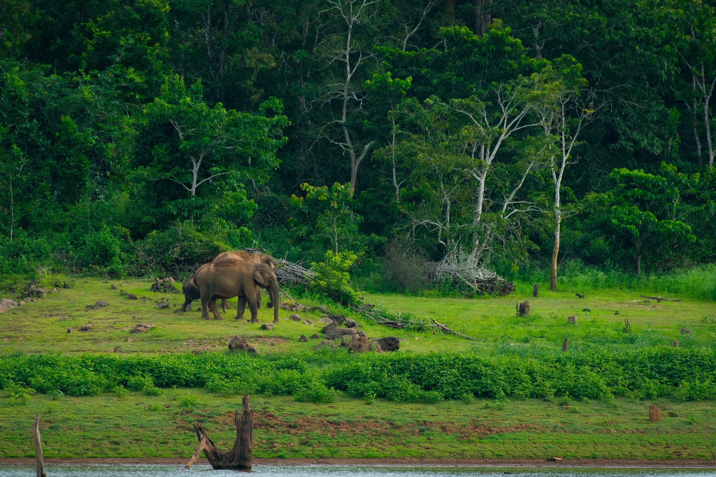 Elephants at Kabini National Park, Karnataka, India