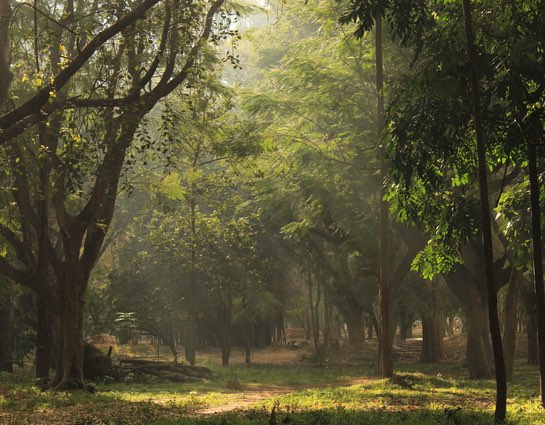 Bengaluru Cubbon Park